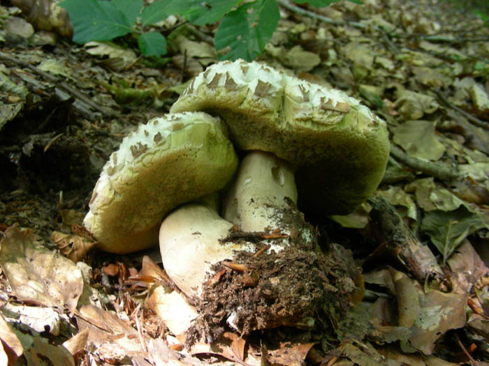 Boletus fotog.19.06.09.