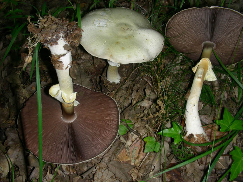 Agaricus sylvicola ? fotog il 05.06.2010