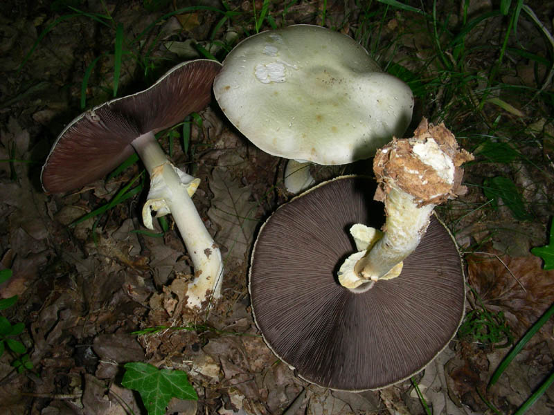 Agaricus sylvicola ? fotog il 05.06.2010