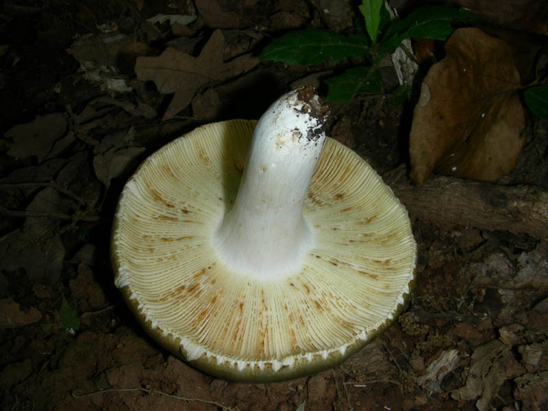 Russula hetherophylla fotog.il 05.06.2010