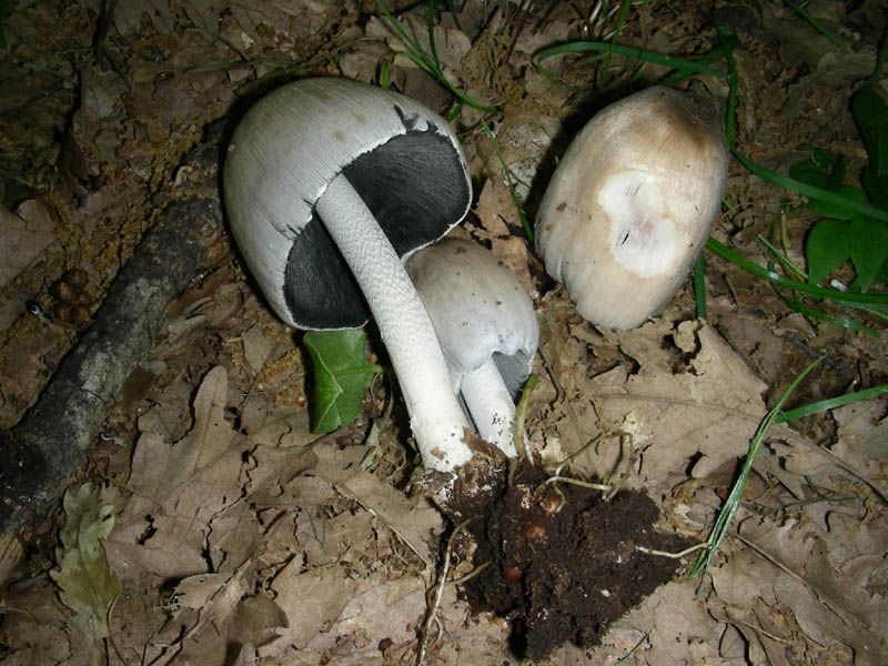 Coprinus fotog.01.06.2010.