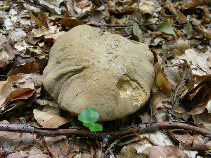 Boletus fotog.19.06.09.