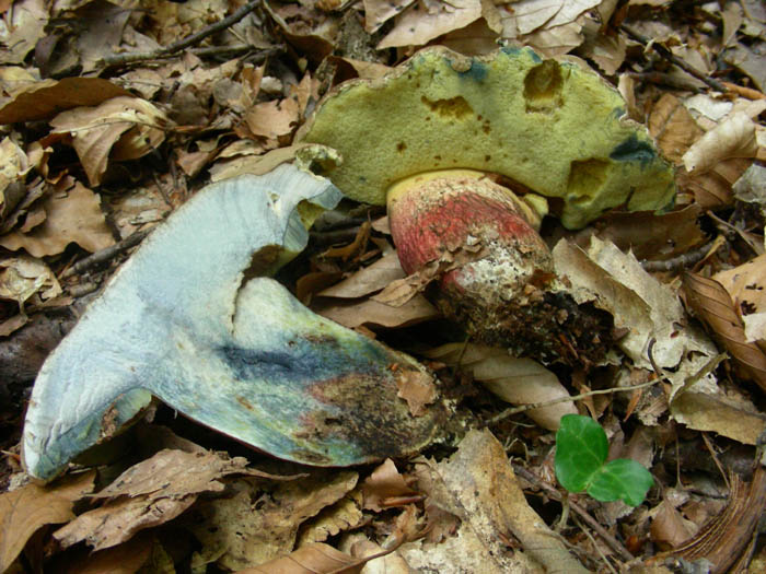 Boletus fotog.19.06.09.