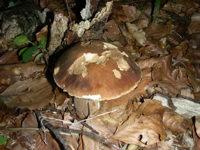 Boletus fotog.19.06.09.