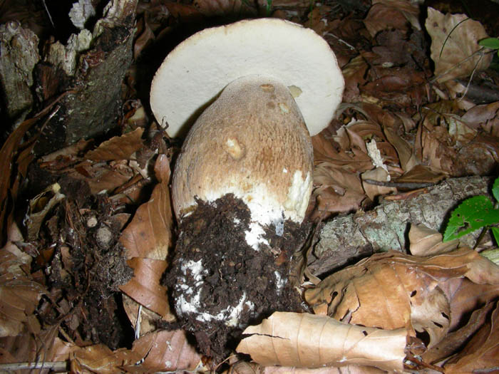 Boletus fotog.19.06.09.