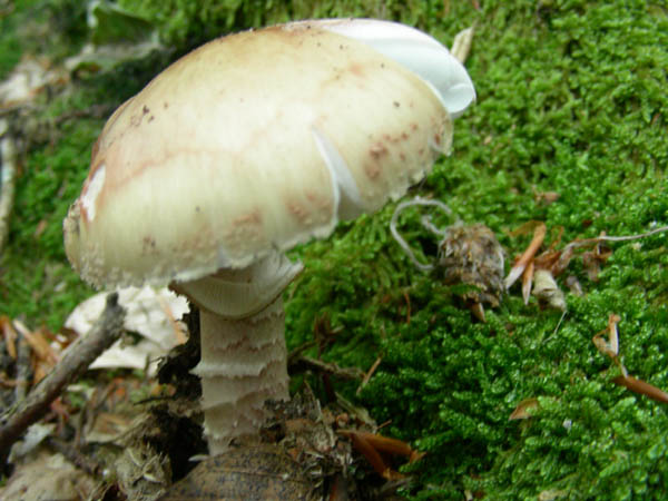 Amanita rubescens? fotog.20.06.09.