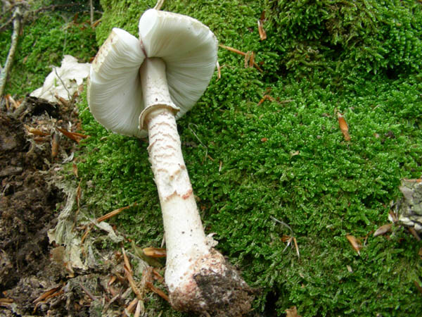 Amanita rubescens? fotog.20.06.09.