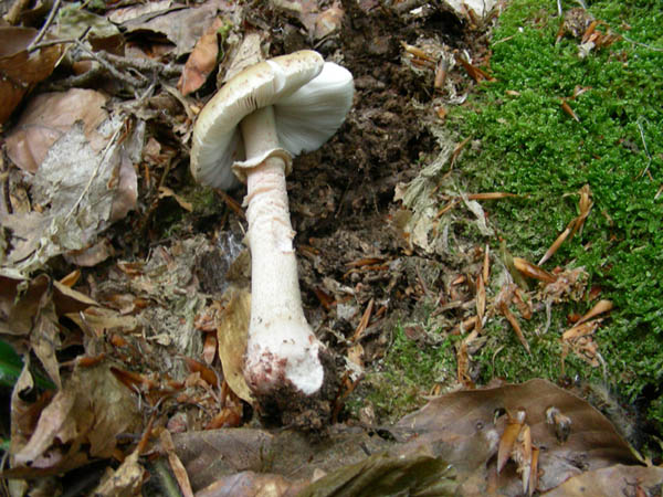 Amanita rubescens? fotog.20.06.09.