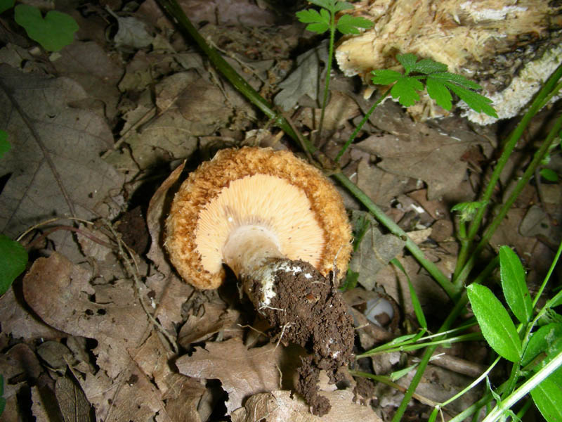 Altro Lactarius fotog.05.06.2010.