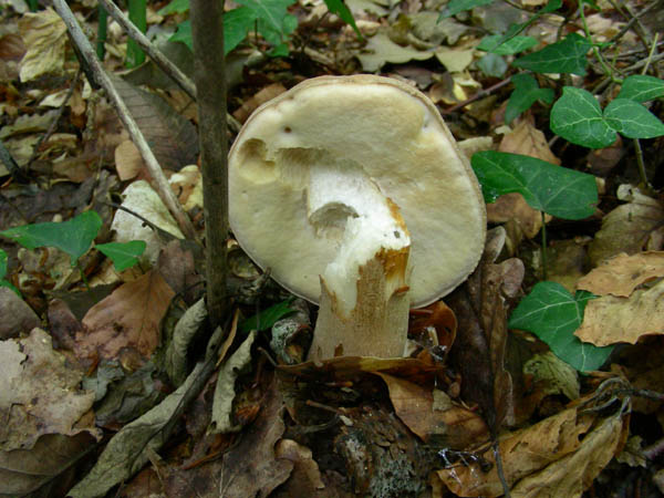 Ritrovamenti del 23.06.09.