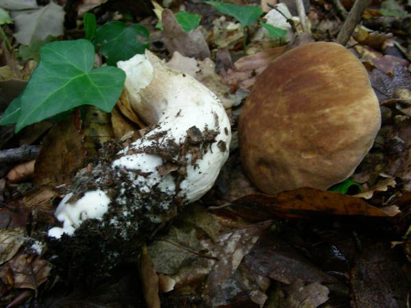 Ritrovamenti del 23.06.09.