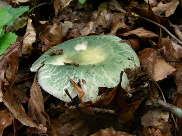 Ritrovamenti del 23.06.09.