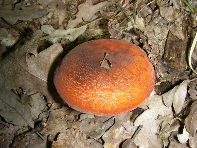 Lactarius fotog.il 05.06.2010.