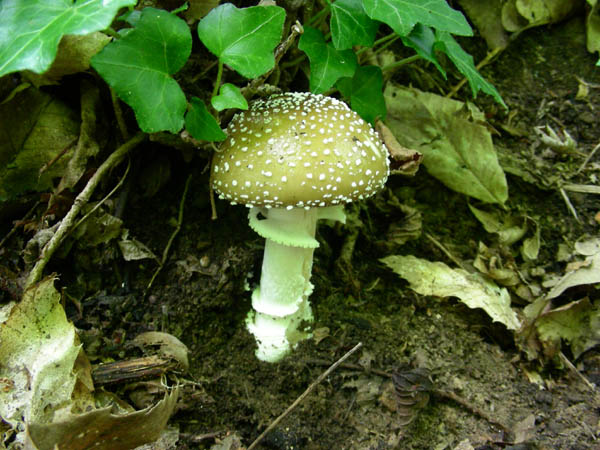 Amanita pantherina fotog.23.06.09.