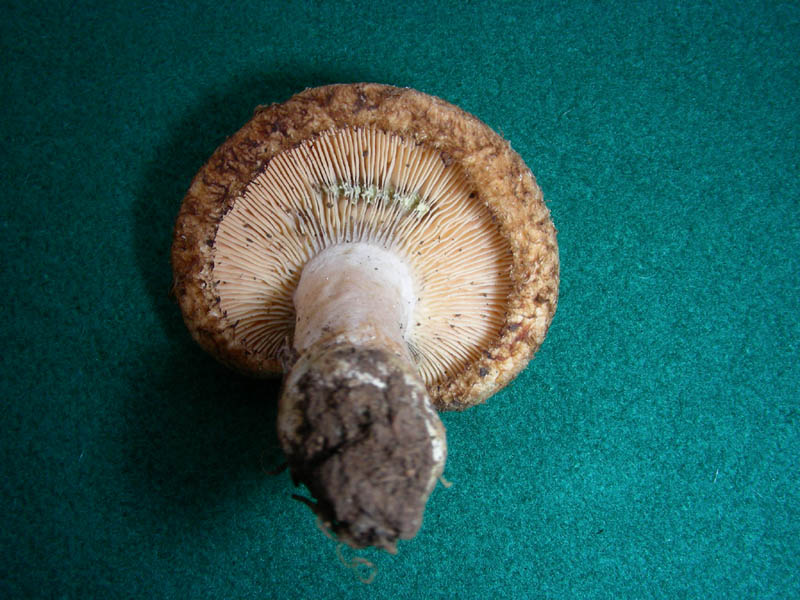 Altro Lactarius fotog.05.06.2010.