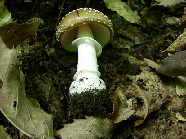 Amanita pantherina fotog.23.06.09.