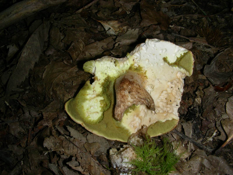 Alcuni ritrovamenti del 08.06.2010.