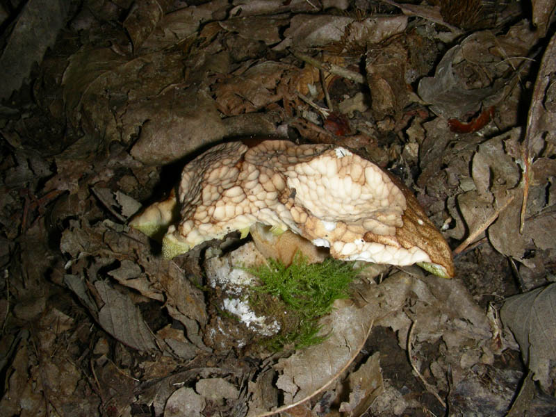 Alcuni ritrovamenti del 08.06.2010.