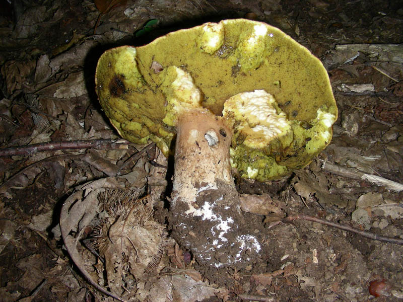 Alcuni ritrovamenti del 08.06.2010.