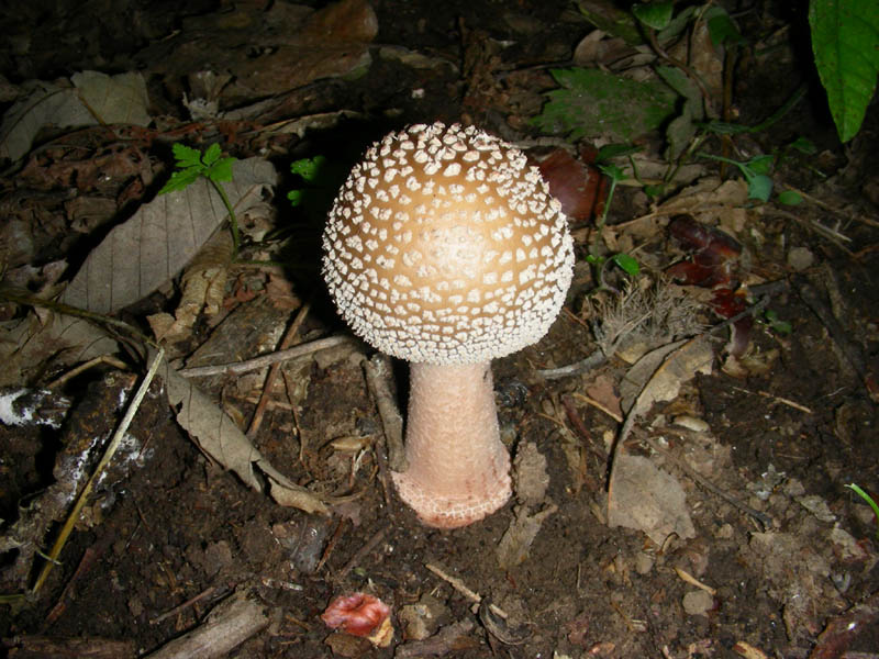 Alcuni ritrovamenti del 08.06.2010.