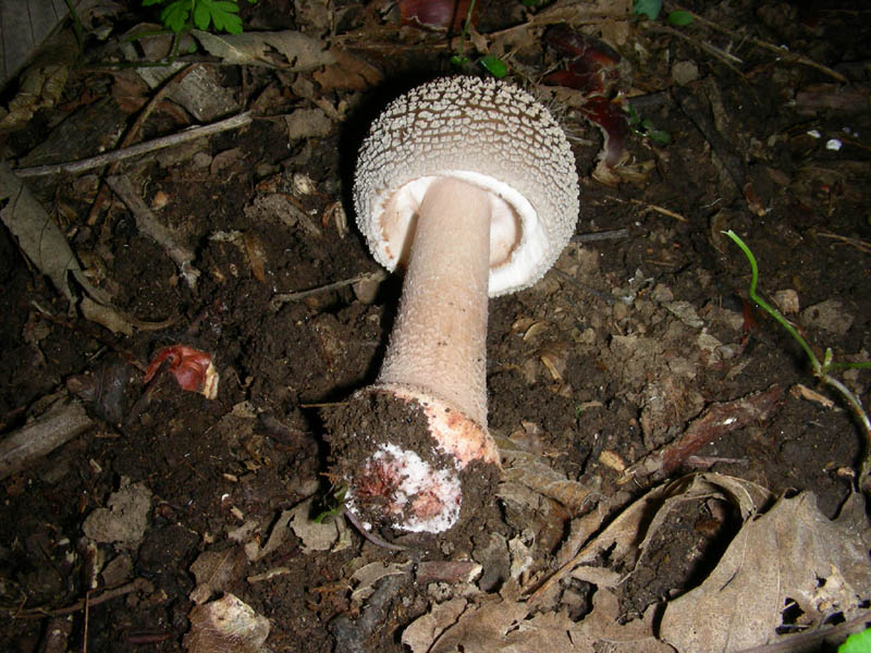 Alcuni ritrovamenti del 08.06.2010.