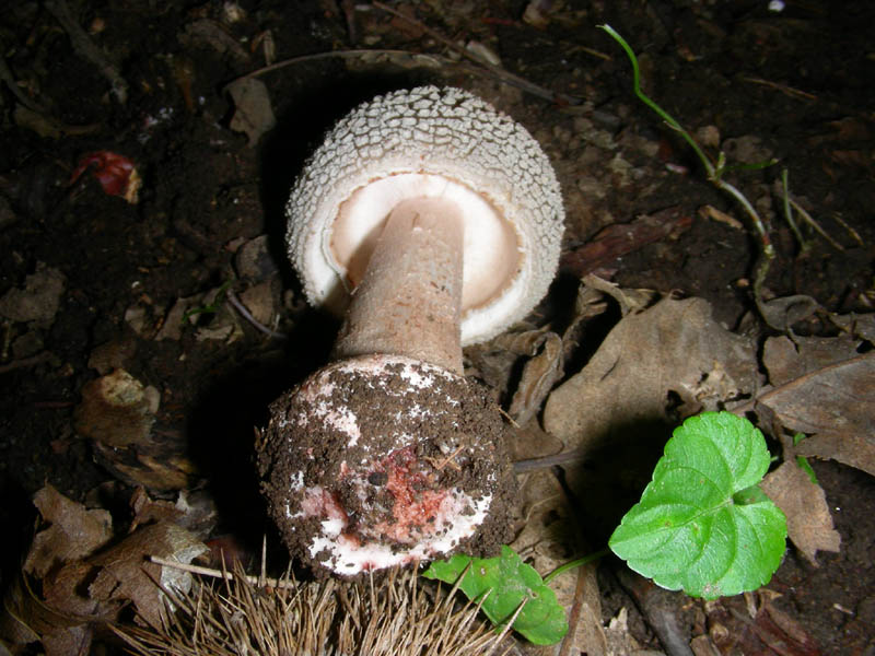 Alcuni ritrovamenti del 08.06.2010.