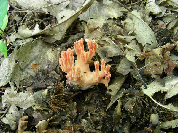 Ritrovamenti del 23.06.09.