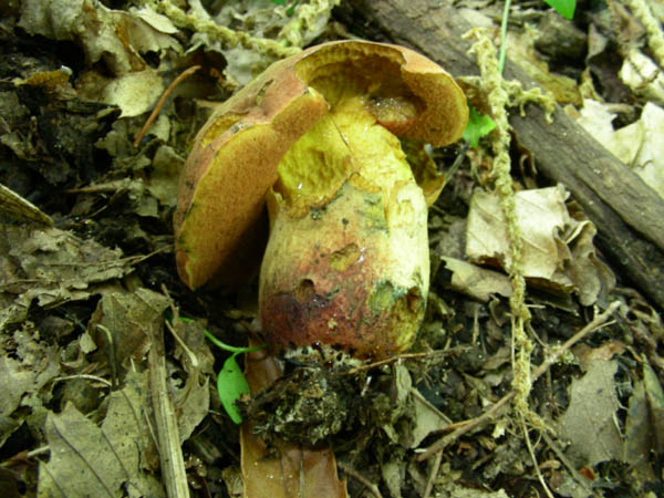 Ritrovamenti del 23.06.09.