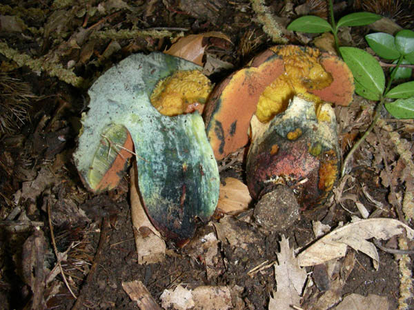 Ritrovamenti del 23.06.09.