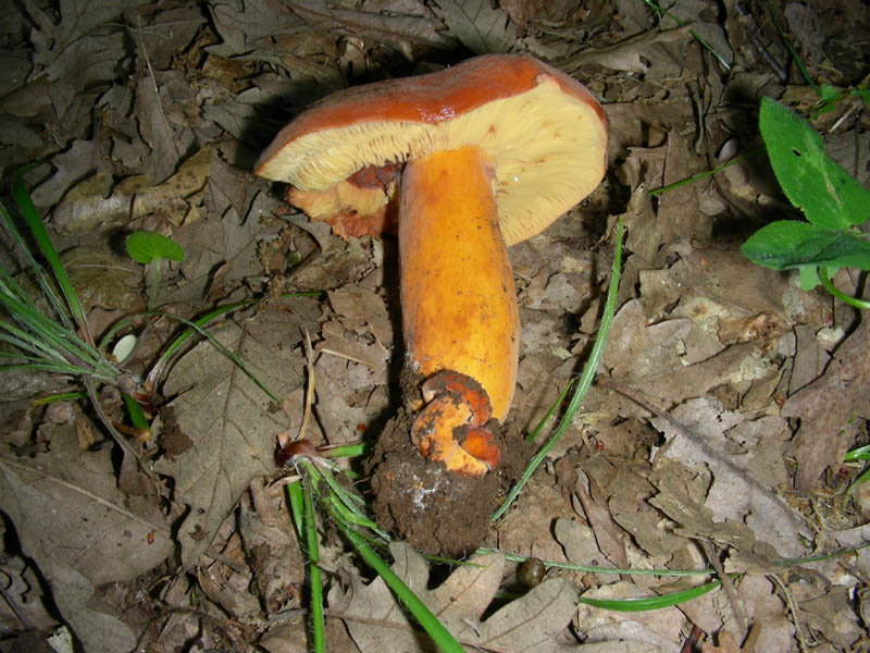 Alcuni ritrovamenti del 08.06.2010.