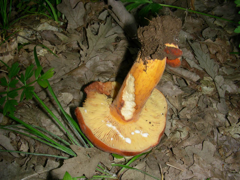 Alcuni ritrovamenti del 08.06.2010.