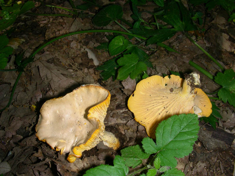 Alcuni ritrovamenti del 08.06.2010.