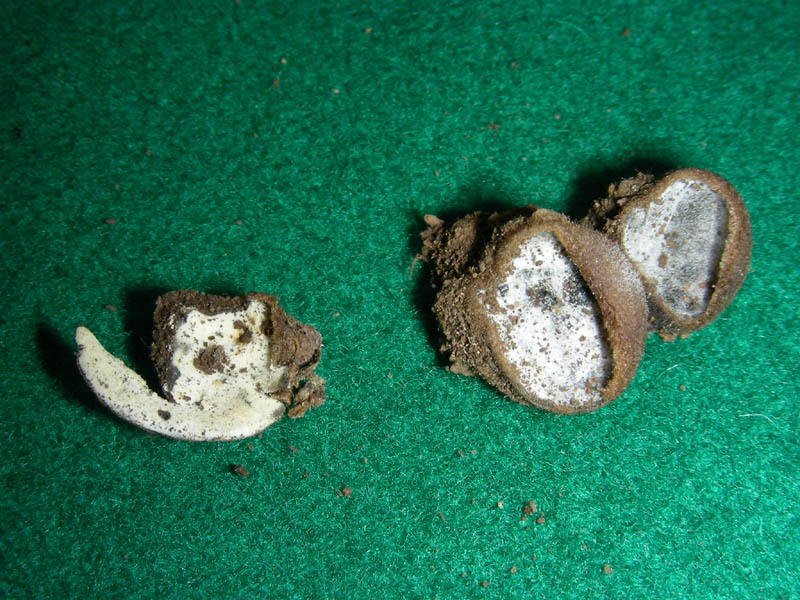 Ritrovamento del 08.06.2010.