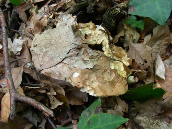 Funghi fotog.il 26 06 09