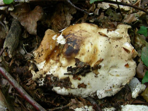 Funghi fotog.il 26 06 09