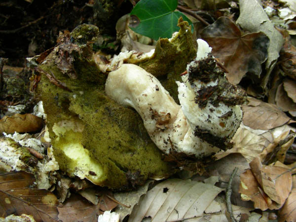 Funghi fotog.il 26 06 09