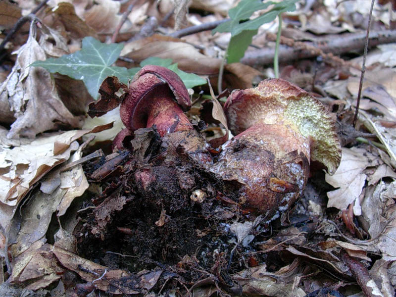 Boletus vecchio ritrovamento.