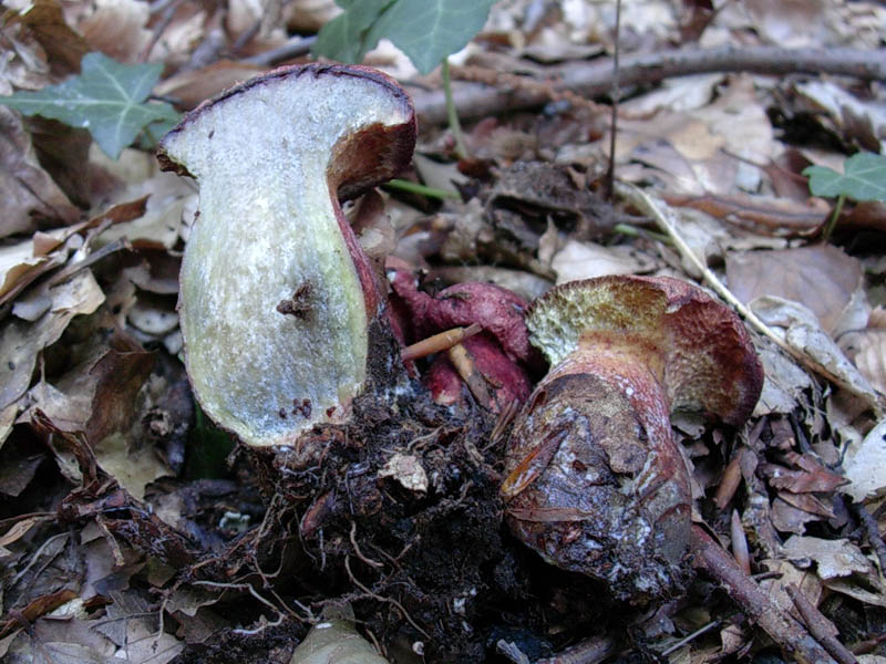 Boletus vecchio ritrovamento.