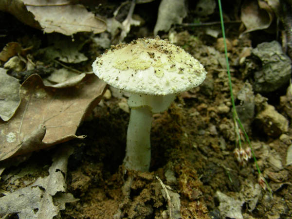 Funghi fotog.il 26 06 09