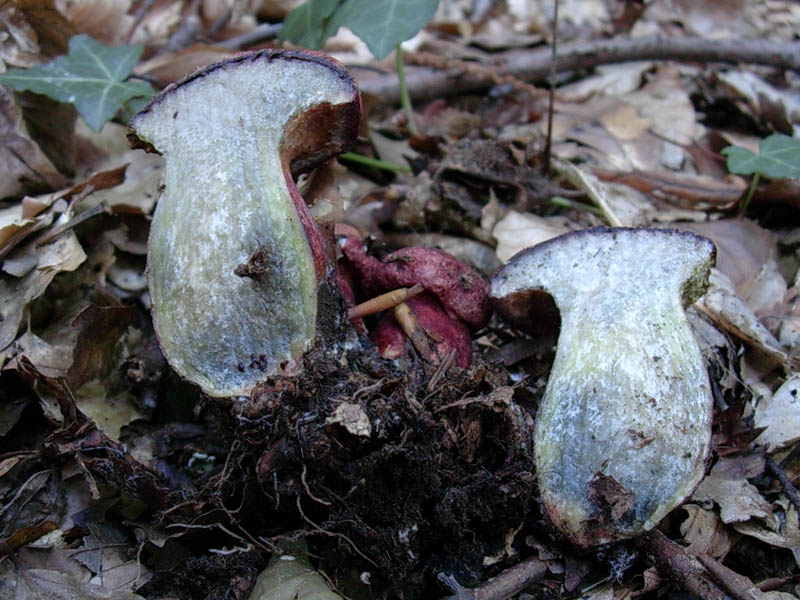 Boletus vecchio ritrovamento.