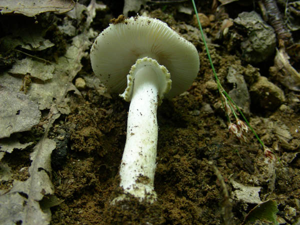 Funghi fotog.il 26 06 09