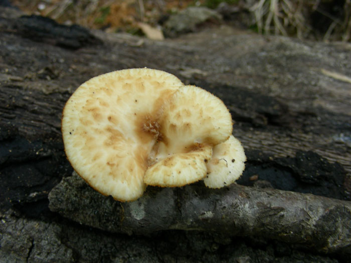 Sono solo quattro da determinare grazie.