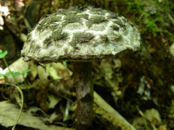 Funghi fotog.il 26 06 09