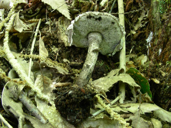 Funghi fotog.il 26 06 09