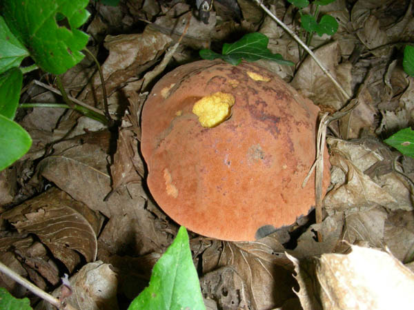 Funghi fotog.il 26 06 09