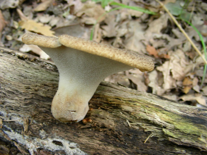 Polyporus da determinare.
