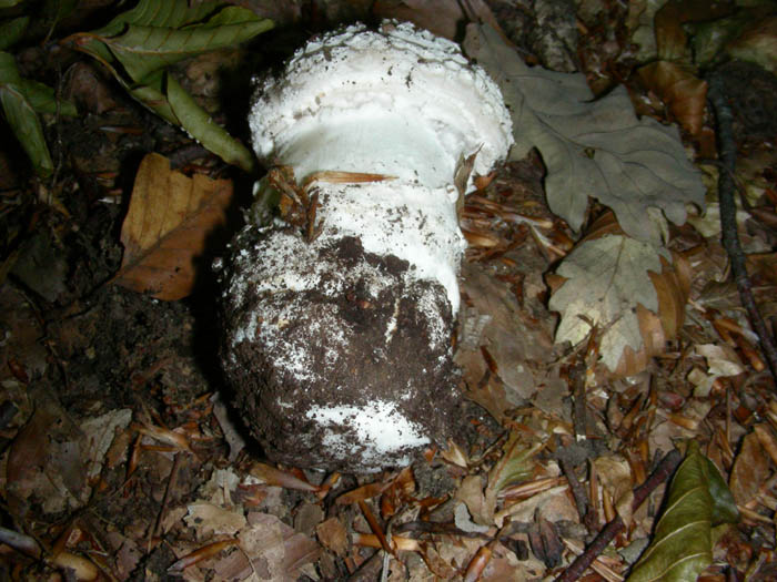 Amanita fotog. il 30.06.09.