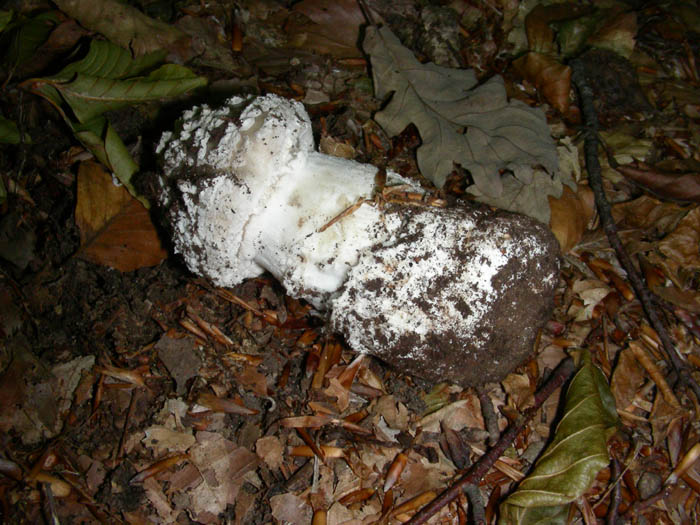 Amanita fotog. il 30.06.09.