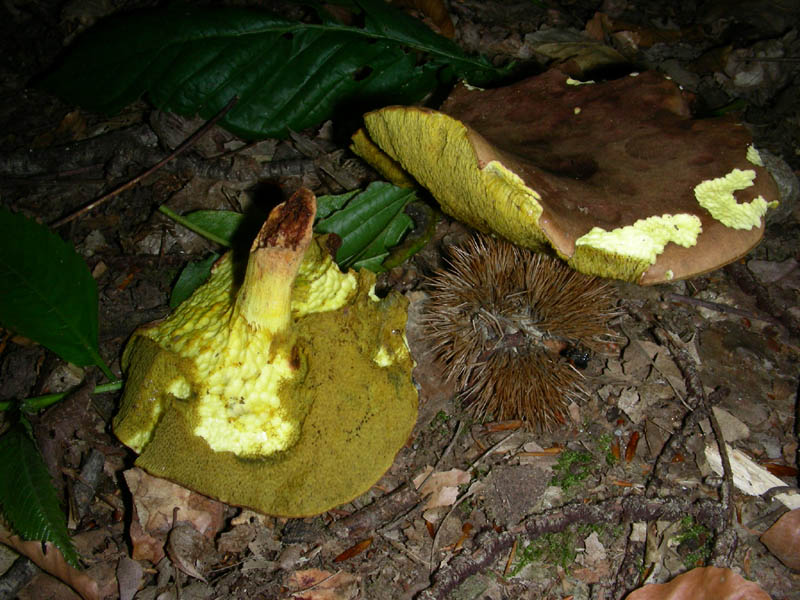 Boletus da confermare in cond.precarie fotog.il 18.06.2010.
