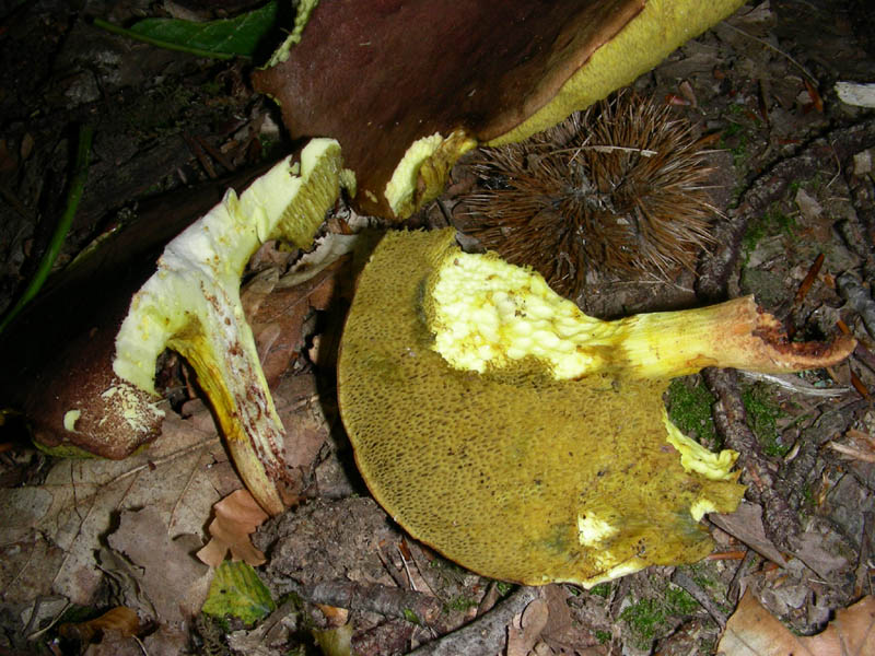Boletus da confermare in cond.precarie fotog.il 18.06.2010.